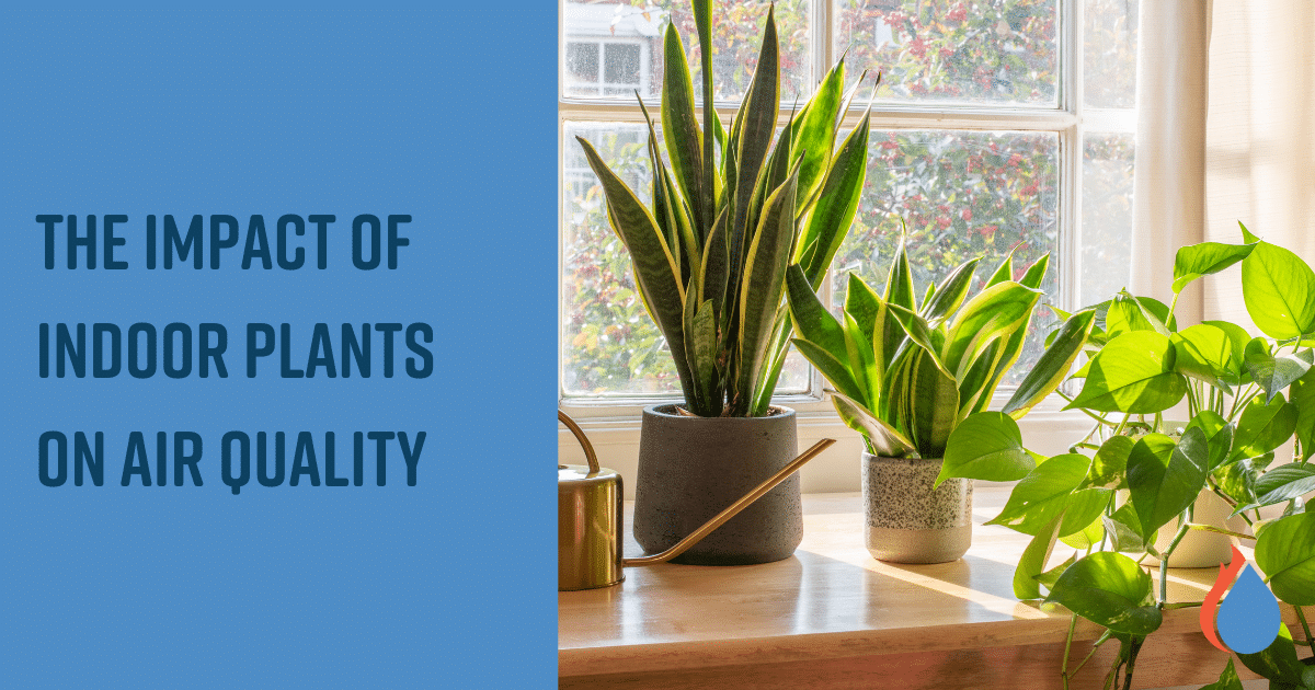 Indoor houseplants on a table.